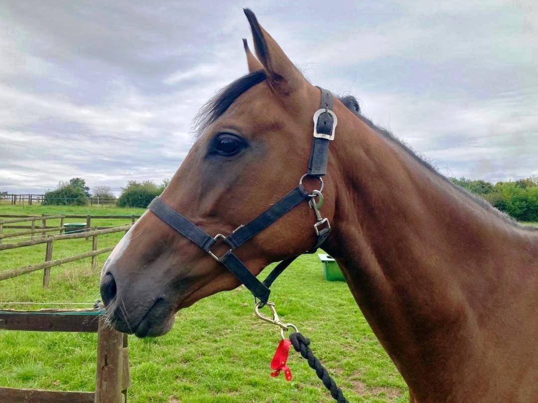 Walk In The Park Filly